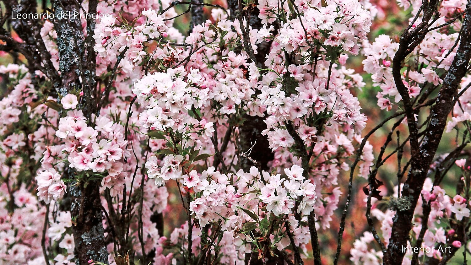 MONA05 Close-up of cherry blossom branches with dense clusters of pale pink flowers, set against a blurred natural background. The scene conveys serenity.