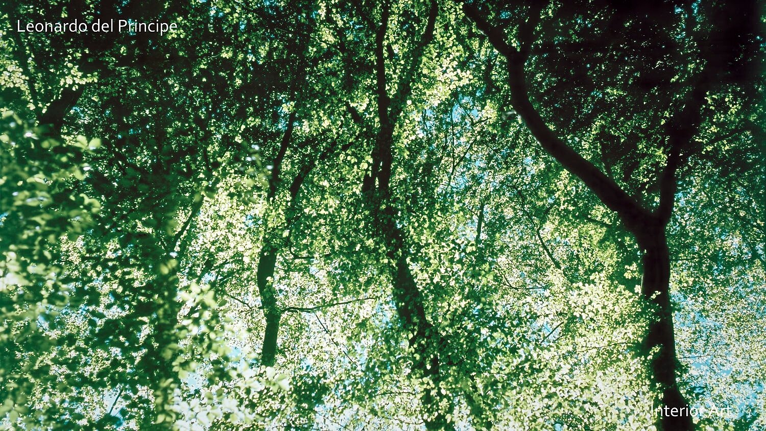 BYBL04 Sunlight filters through a lush canopy of green leaves, casting vibrant patterns against a clear blue sky. The scene evokes a sense of calm and nature's...