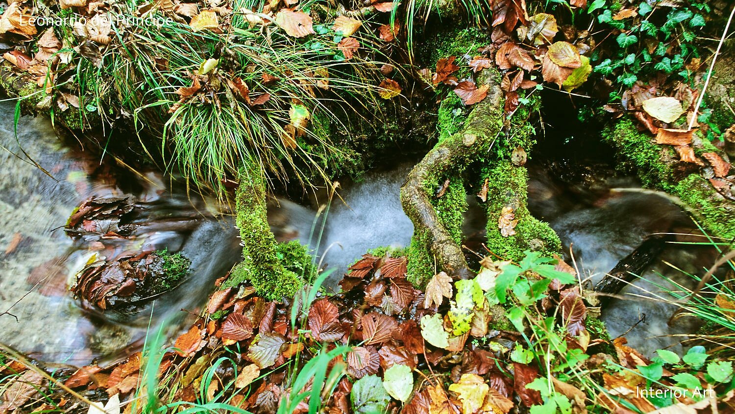 HIRI05 A tranquil forest stream flows over moss-covered rocks and roots, surrounded by vibrant autumn leaves. The scene evokes a peaceful, natural setting.