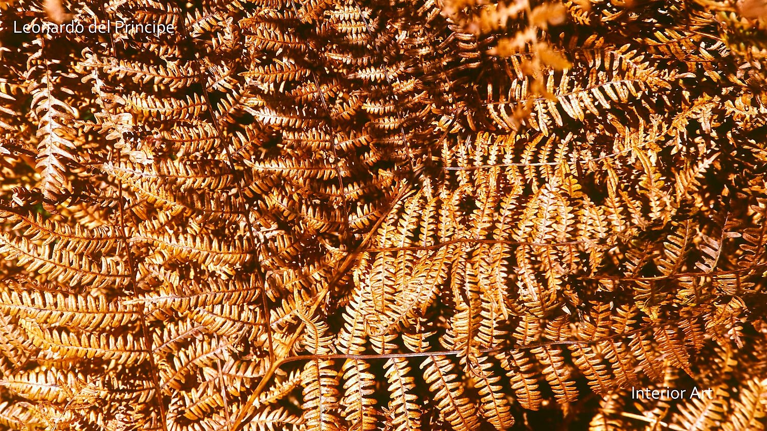 SPJF04 Close-up of dried ferns in warm golden hues, creating a textured pattern. The image evokes an autumnal and rustic atmosphere.