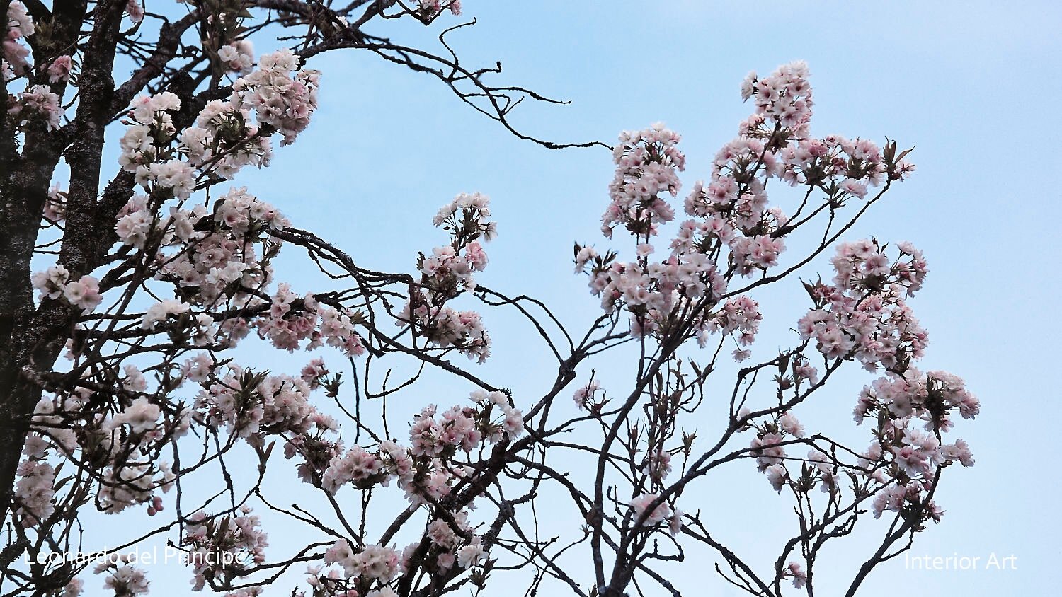 MONA02 Branches of a cherry tree adorned with clusters of pink blossoms stretch across a clear blue sky, evoking a serene and peaceful atmosphere