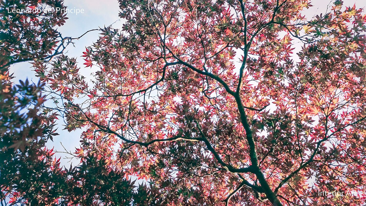 RMJP03 View from below of a tree with dense, vibrant red leaves against a bright sky. Sunlight filters through, creating a warm, serene atmosphere.