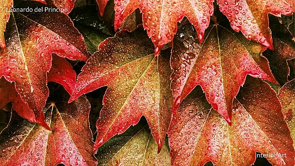 red Click on the thumbnails to explore each series and discover their artistic concepts