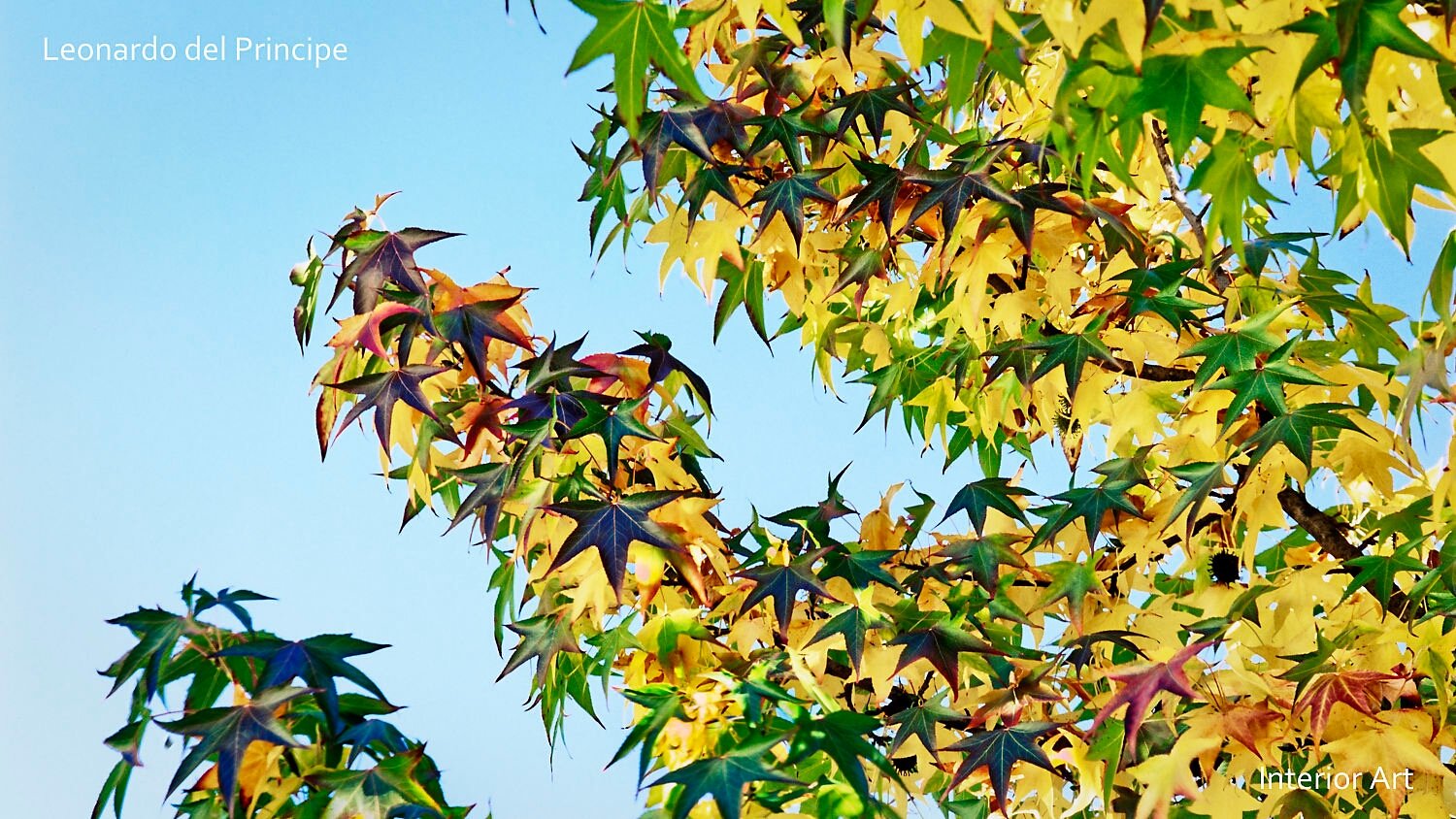 SAUT03 A vibrant autumn scene with a tree's leaves transitioning from green to yellow and orange against a clear blue sky, evoking a serene and crisp atmosphere