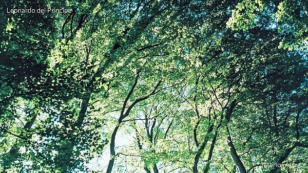 forest Click on the thumbnails to explore each series and discover their artistic concepts