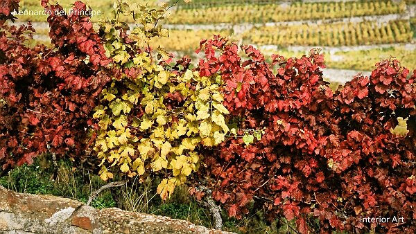 The changing Lights of Lavaux Vineyards Lavaux in Switzerland, a UNESCO World Heritage site, is renowned for its terraced vineyards that have graced the south...