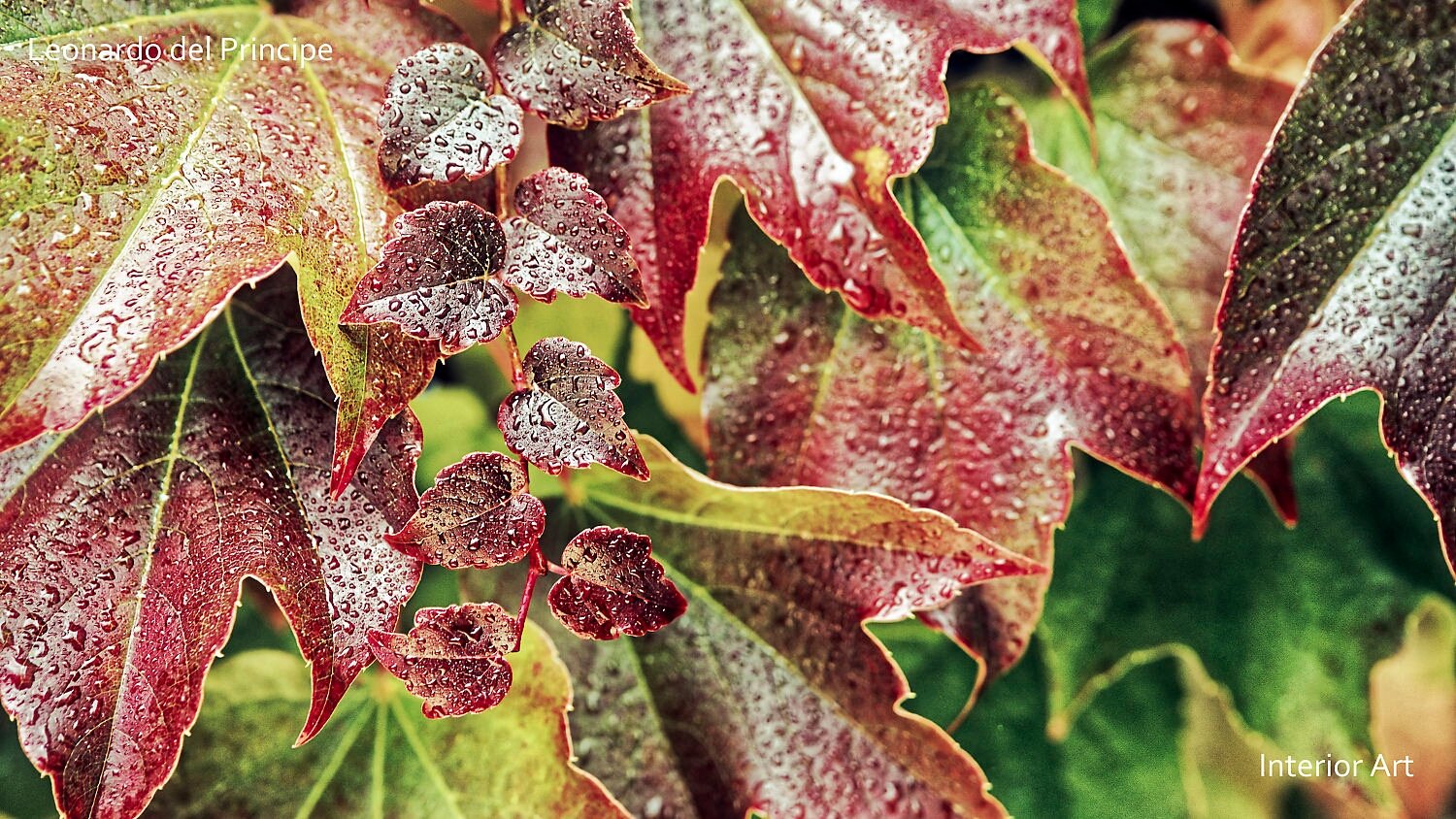 RADA05 Close-up of vibrant leaves covered in raindrops, displaying shades of red and green. The fresh, dewy texture conveys a sense of renewal and tranquility.
