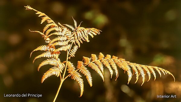 The Spirit of Jura Forests The magnificence and allure of the Jura Mountains' forests have been immortalized in a lyrical Romantic style by the...