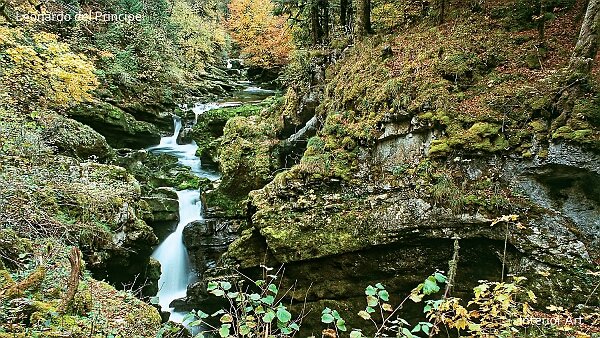 The Sinking River Contemplating the Ain River as it converges into a sinking river in Jura Mountains, I witnessed a serene interaction...