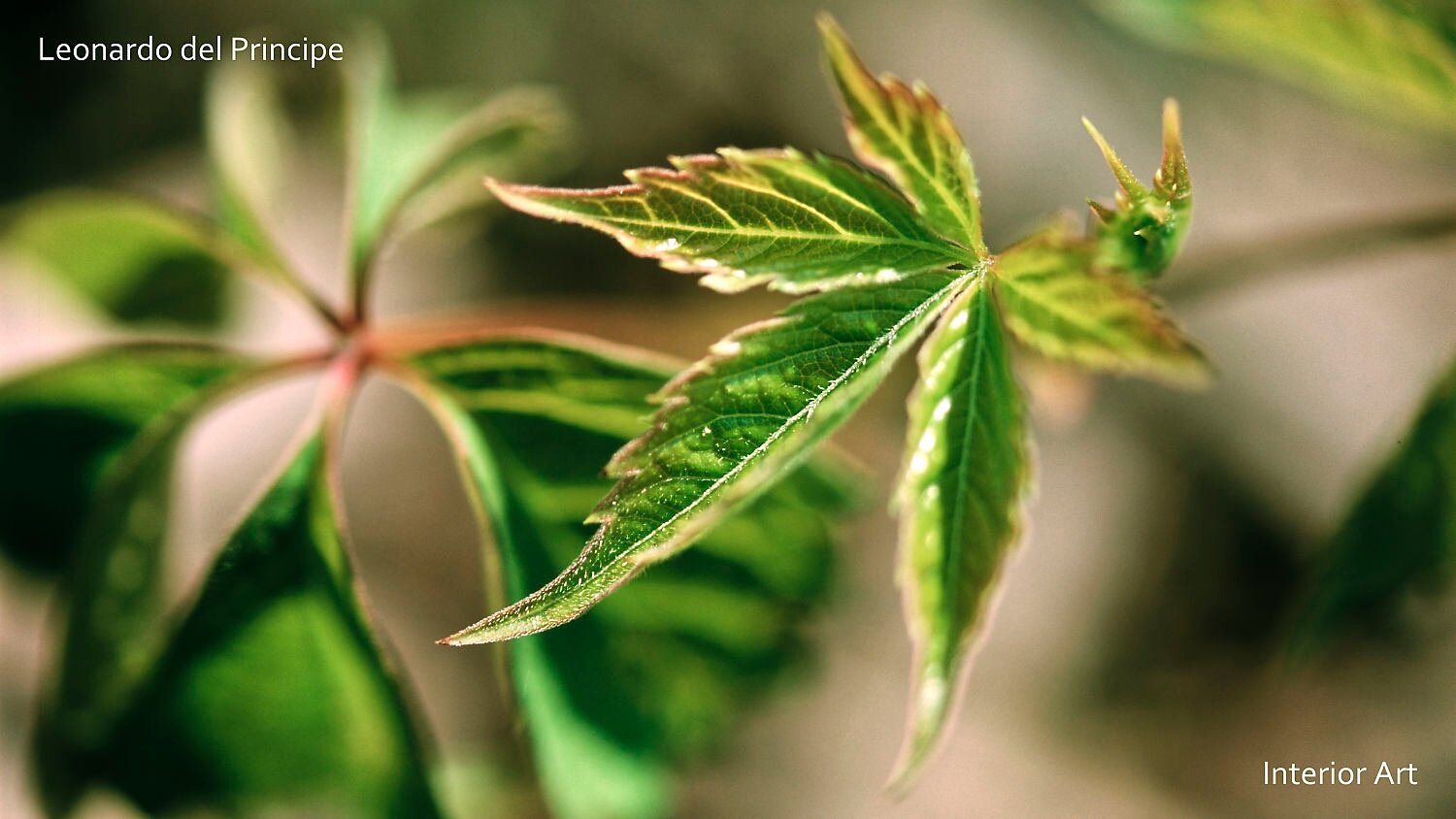 AFLO05 Close-up of vibrant green leaves with serrated edges in soft focus. The leaves have a peaceful, natural feel, evoking serenity and calmness.