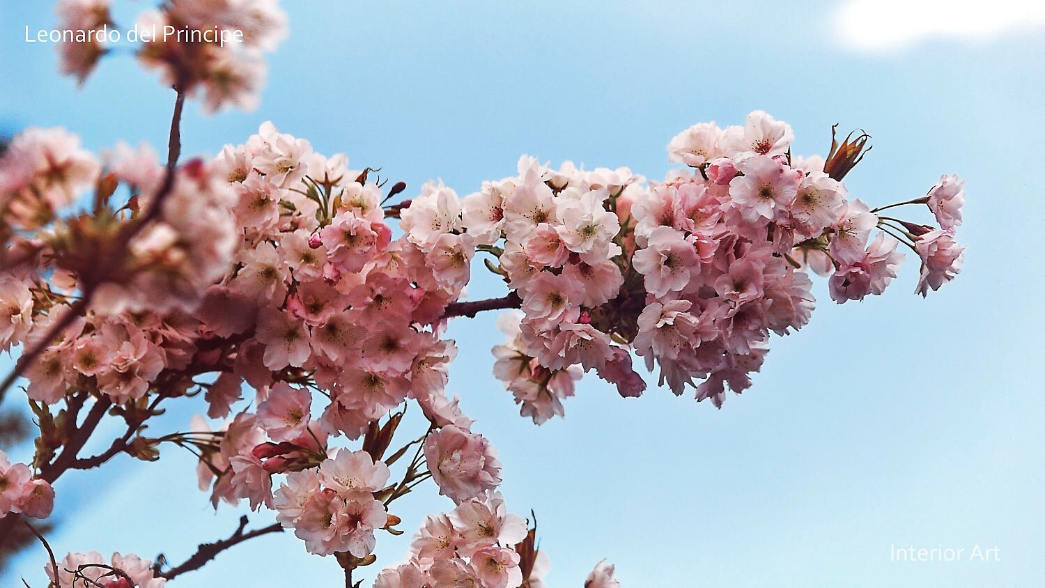 MONA03 Branch of pink cherry blossoms against a clear blue sky. The flowers are delicate and abundant, creating a serene and uplifting springtime scene.