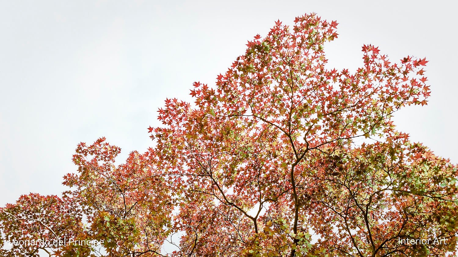 RMJP02 Vibrant red and orange autumn leaves on branches stand out against a pale sky, conveying a serene and tranquil feel, embodying the essence of fall.