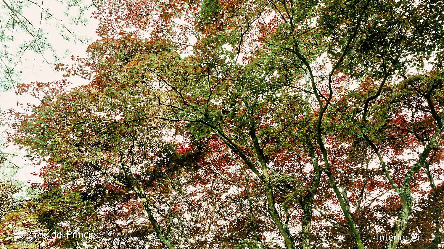 RMJP04 Sunlight filters through the dense marple trees leaves of vibrant green and red leaves, creating a serene and peaceful nature scene.