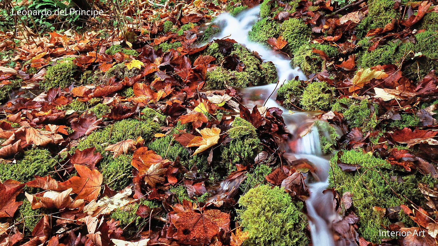 HIRI02 A gentle stream flows through vibrant green moss and fallen autumn leaves, creating a serene and earthy scene. The water's movement adds a calming touch.