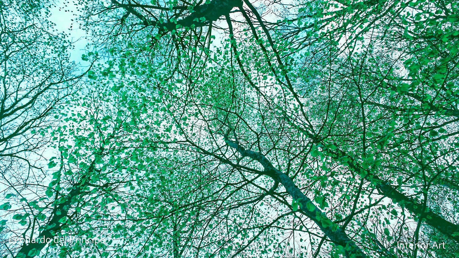 SPBL02 Looking up through tree branches with dense green leaves against a blue sky, creating a serene, immersive canopy effect.
