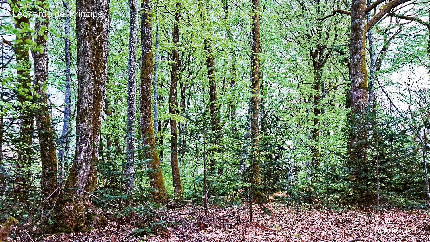 SPBL05 A serene forest with tall trees displaying a vibrant mix of green leaves. The forest floor is covered with brown leaves, creating a tranquil atmosphere.