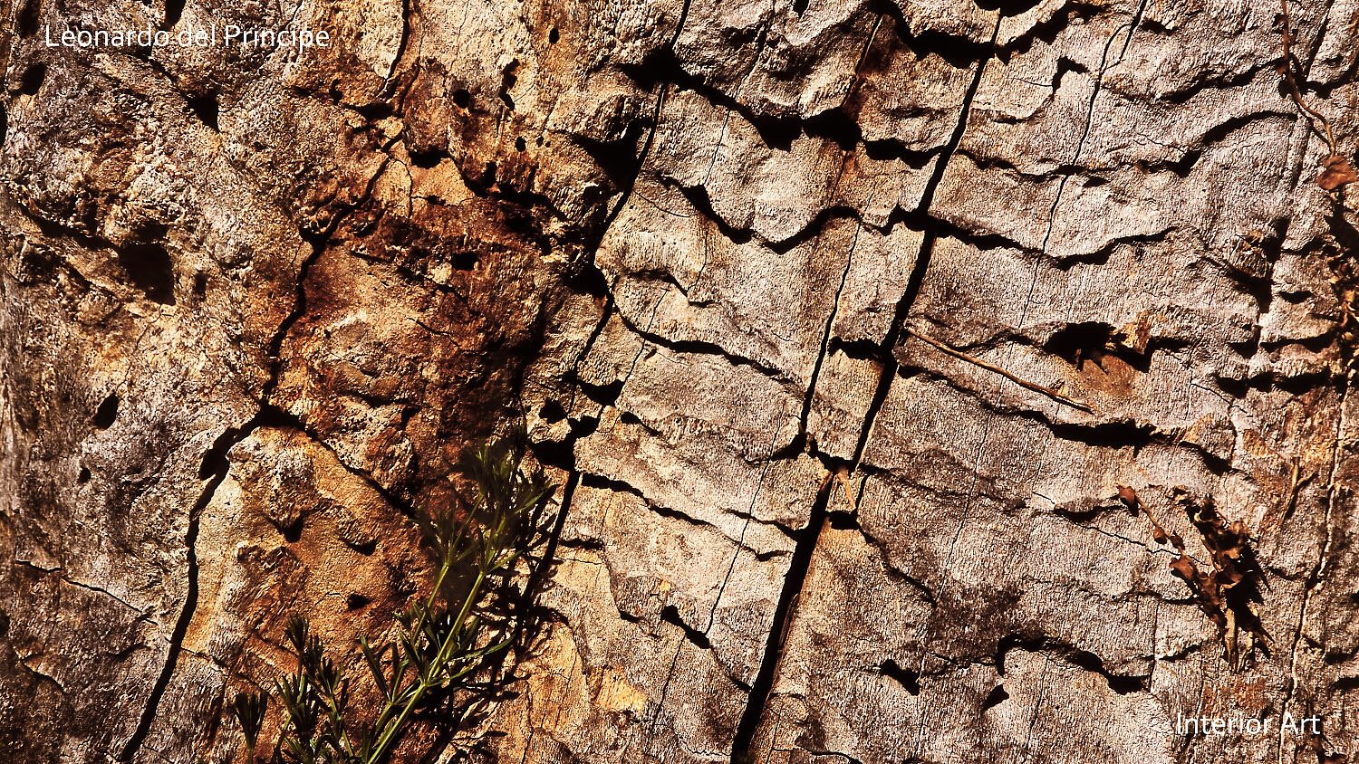 Close-up of a tree bark with cracked textures, revealing rich brown and gray tones. Small green plant peeks through the cracks, adding contrast.
