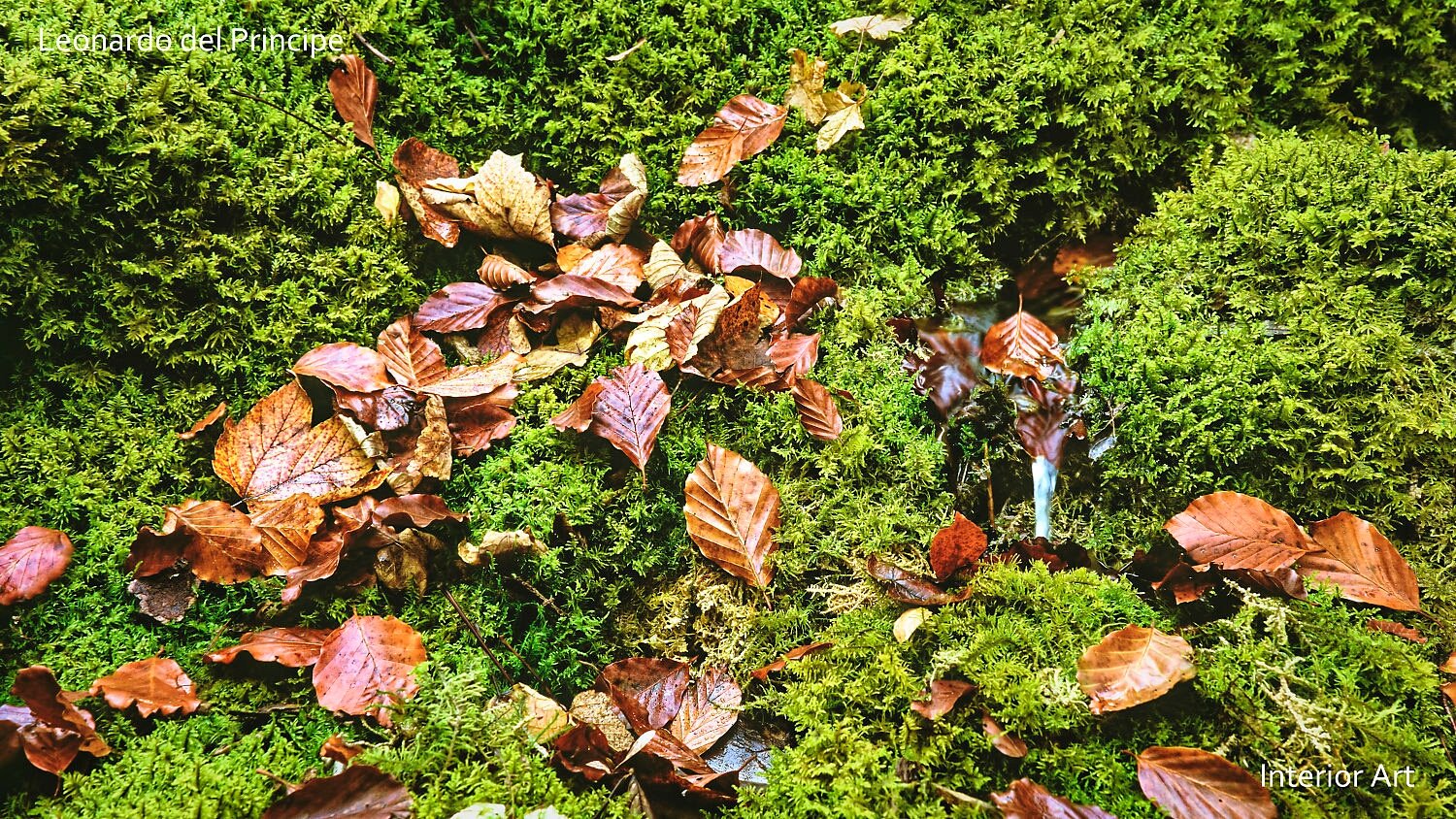 HIRI01 Green moss covers the ground, scattered with brown autumn leaves, creating a natural, serene scene that evokes a sense of calm and transition.