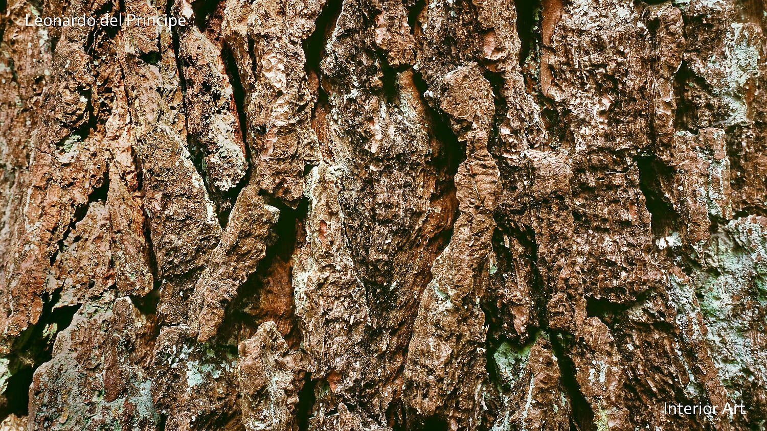 PABF04 Close-up of rough, textured tree bark displaying various shades of brown and hints of green moss. Natural, earthy feel with intricate patterns.
