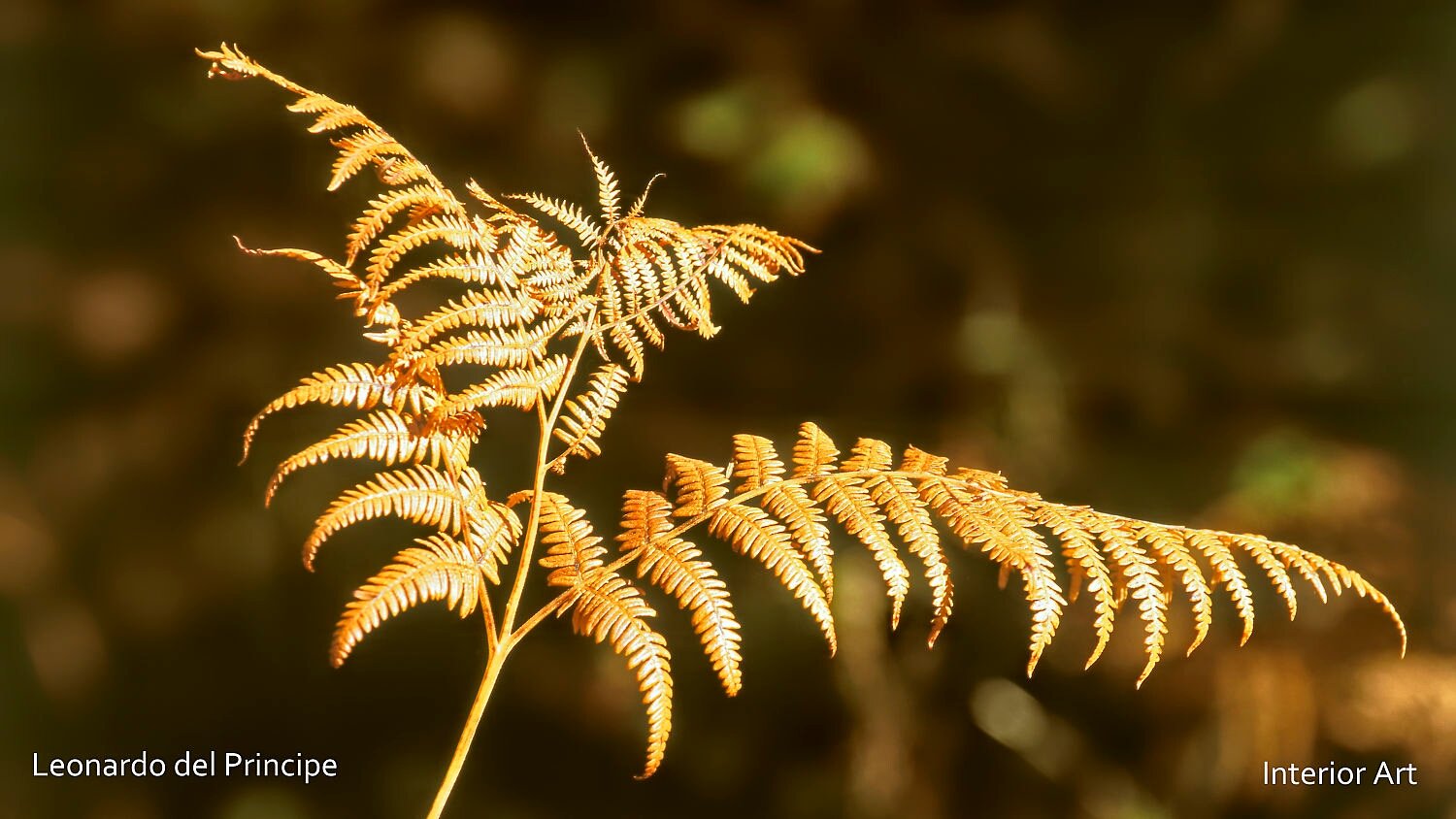 SPJF01 Golden fern leaves are illuminated by sunlight, set against a blurred dark background. The warm tones evoke a sense of tranquility and nature.