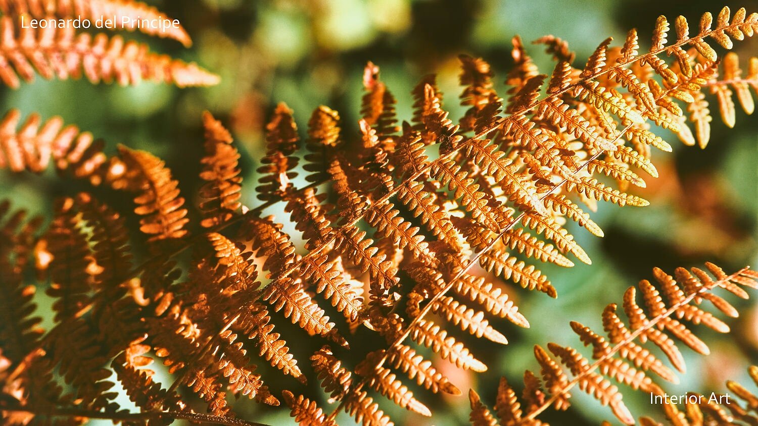 SPJF03 Close-up of orange-brown fern leaves in sunlight, set against a softly blurred green background, conveying a warm and natural autumn ambiance.