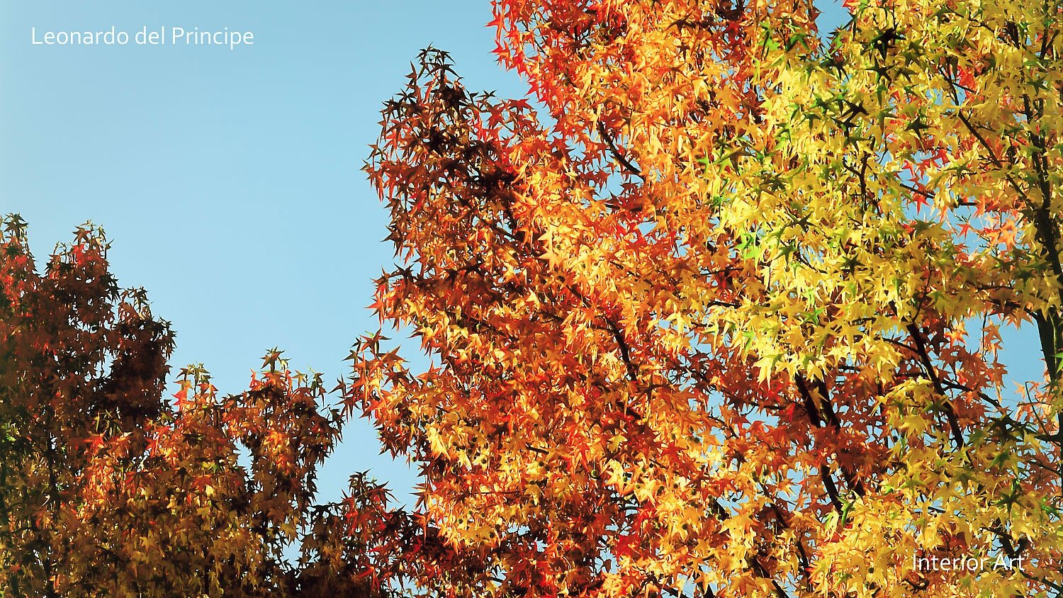 SAUT01 Vibrant autumn leaves transition from fiery red to golden yellow, contrasting against a clear blue sky, capturing the essence of a crisp fall day.