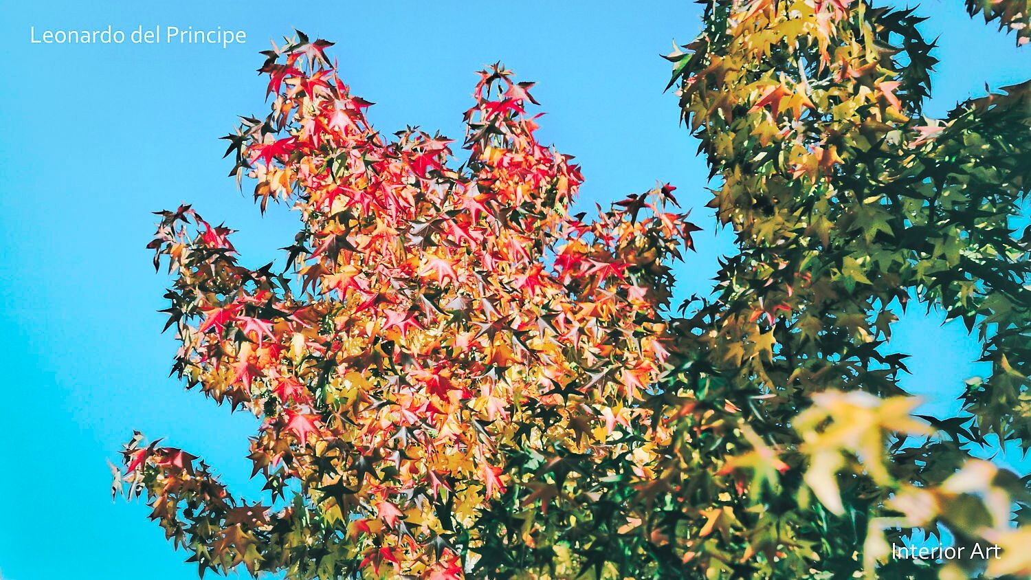 SAUT04 Vibrant autumn leaves in shades of red, orange, and green fill the image against a bright blue sky. The scene conveys a sense of calm and beauty.
