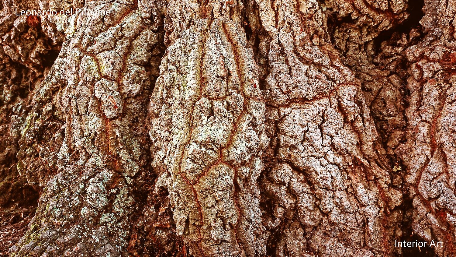 TOAKa04 Close-up of rugged, textured tree bark with deep grooves and earthy hues of brown and gray, conveying a sense of natural age and resilience.