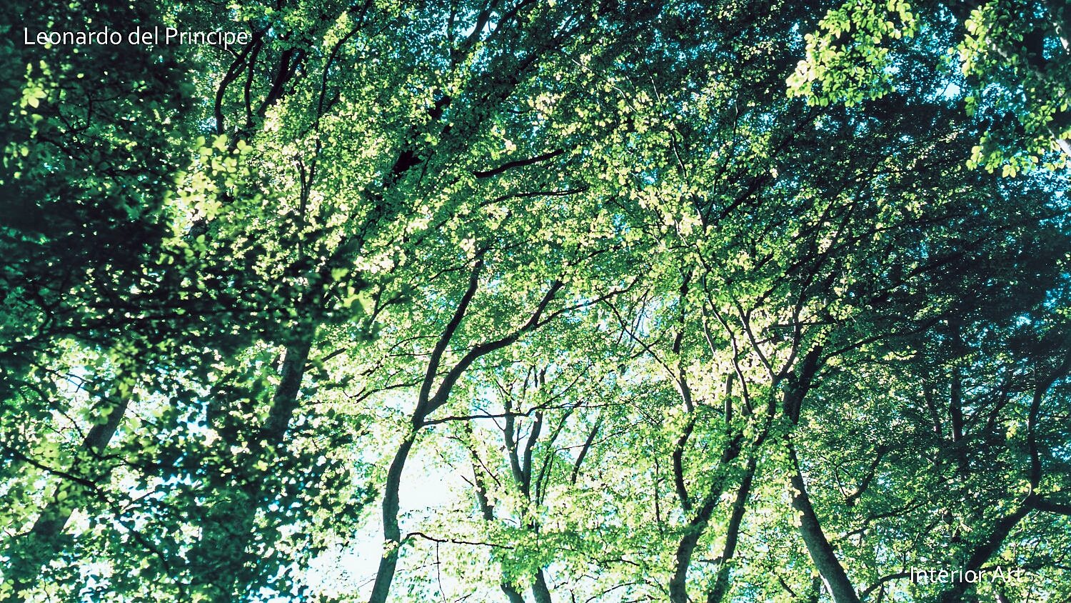 BYBL01 Sunlight filters through a lush canopy of green leaves, casting a serene glow. The branches stretch skyward, evoking a peaceful, uplifting mood.