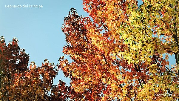 autumn Click on the thumbnails to explore each series and discover their artistic concepts