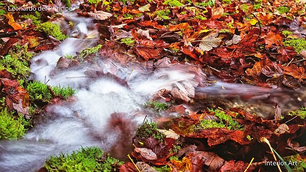 The Hidden Autumn River Near the breathtaking source of the Ain River lies a hidden small stream that reveals itself only during rainy autumns....
