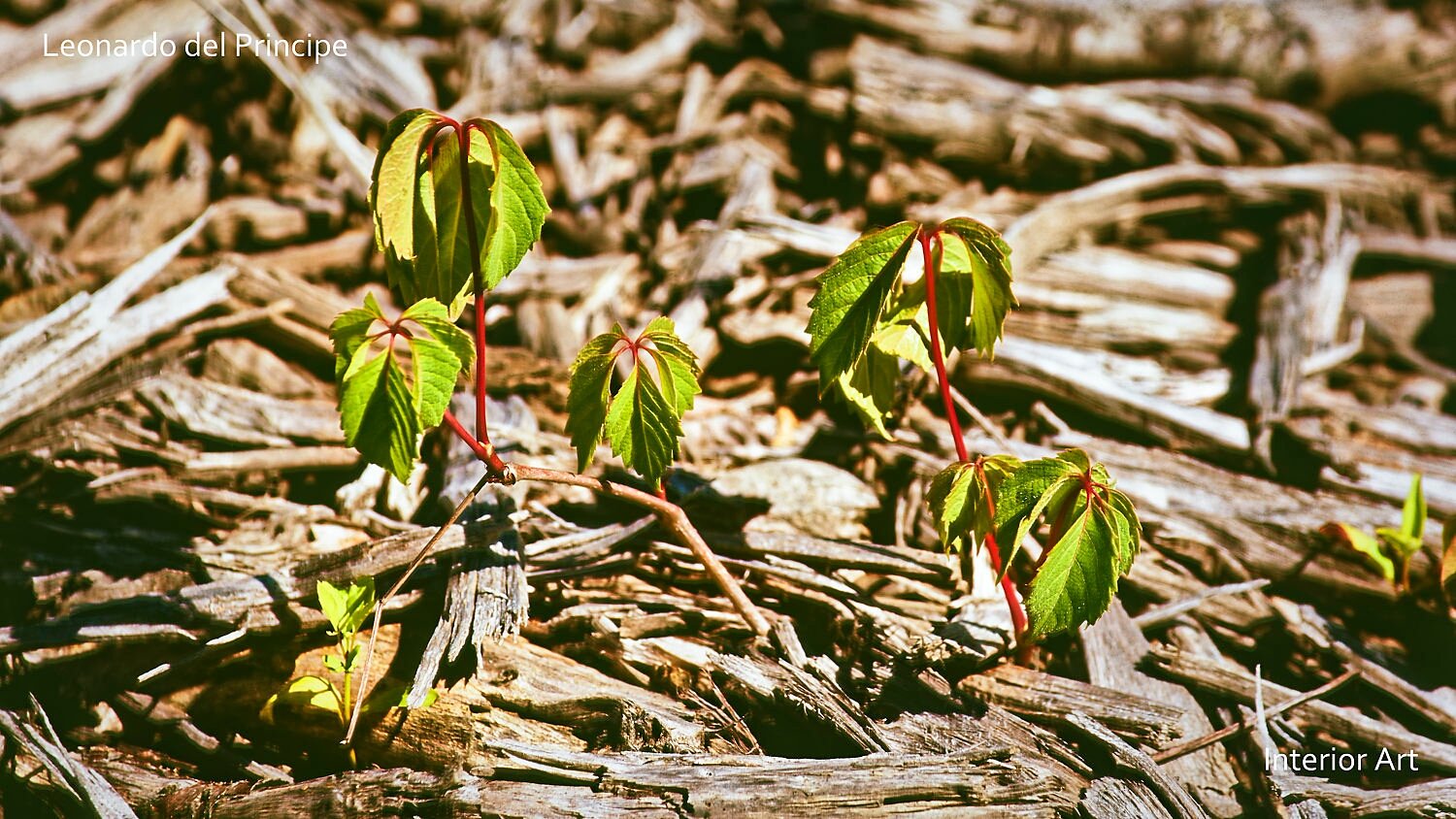 AFLO01 Young green leaves on thin red stems sprout from dried mulch, symbolizing new growth and resilience against a textured, earthy background.