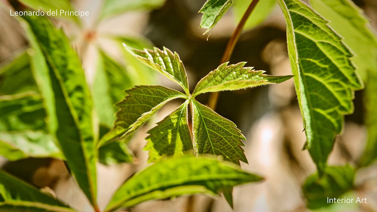 AFLO04 Close-up of vibrant green leaves with serrated edges in soft focus. Sunlight gently illuminates the foliage, creating a tranquil, natural scene.