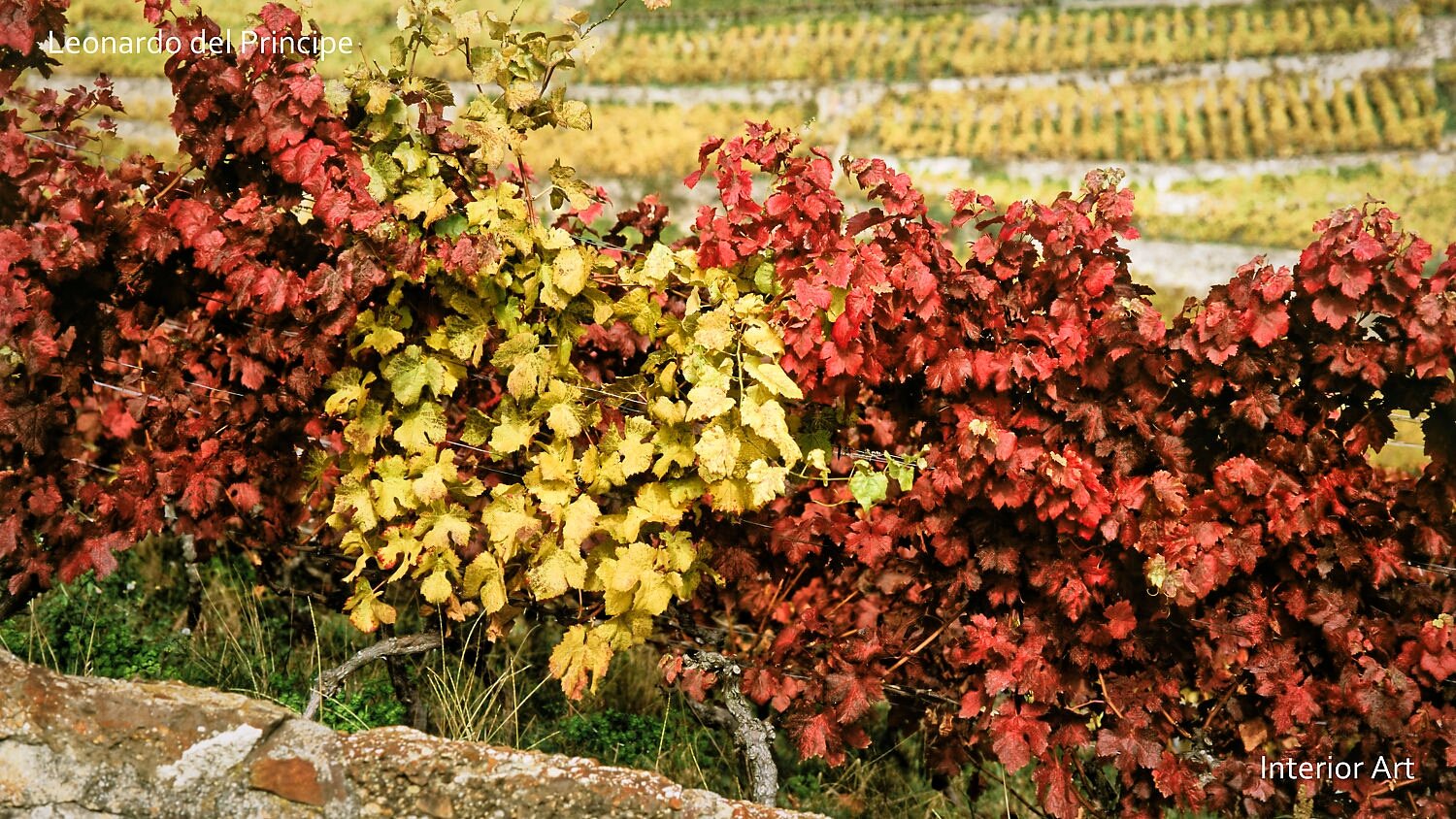 CHLV01 Vibrant vineyard of Lavaux in autumn showcasing red and yellow grapevines. Terraced rows stretch into the distance under a clear sky, evoking a serene, rustic...