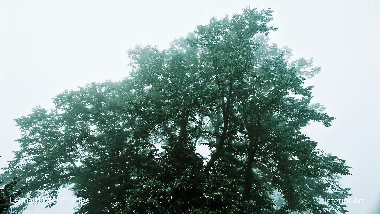 EMCH04 Tall, lush trees with dense green foliage against a misty, overcast sky, creating a serene and tranquil atmosphere. Minimalist and peaceful scene.