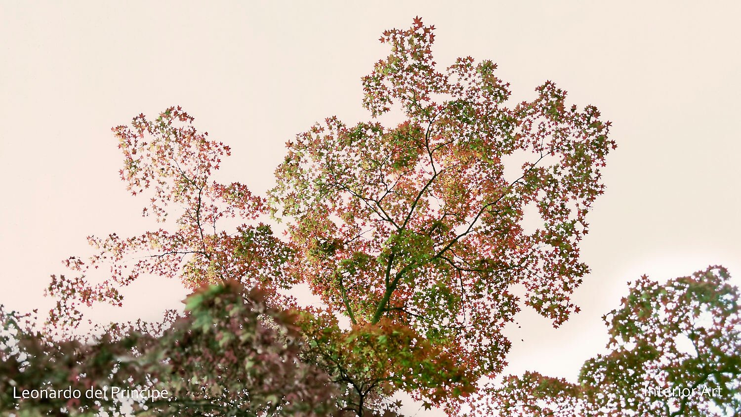 RMJP01 Vibrant autumn leaves in shades of green and pink against a pale dawn sky. The scene exudes a serene, natural beauty and tranquility.