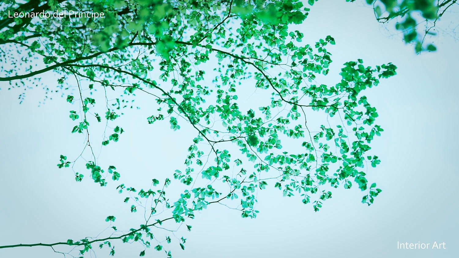 SPBL01 Branches with vibrant green leaves reach across a soft, light blue sky. The scene feels serene and refreshing, evoking a sense of tranquility.