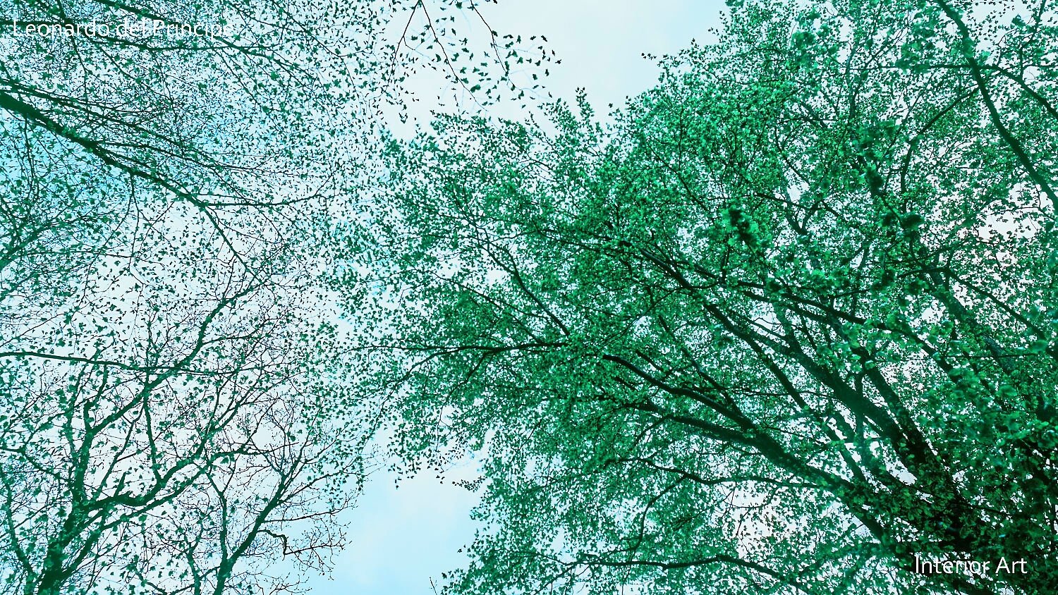 SPBL03 Looking up at a canopy of leafy green trees against a clear blue sky, creating a serene and refreshing atmosphere. Branches form organic, intricate patterns.