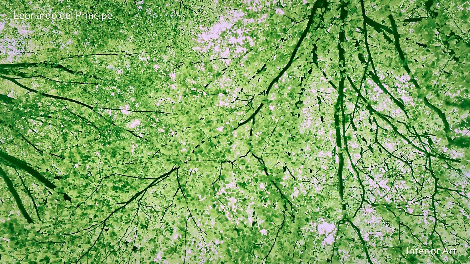 SPBL04 Looking up at a dense canopy of green leaves and branches against a bright sky, creating a peaceful, natural, and immersive atmosphere.