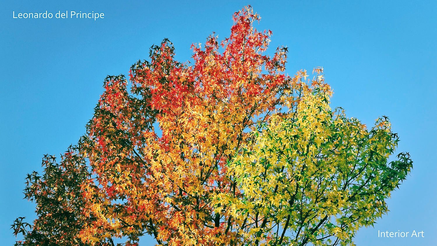 SAUT02 A vibrant tree showcasing a gradient of fall colors from red to yellow to green against a clear blue sky, conveying a sense of natural beauty and tranquility.