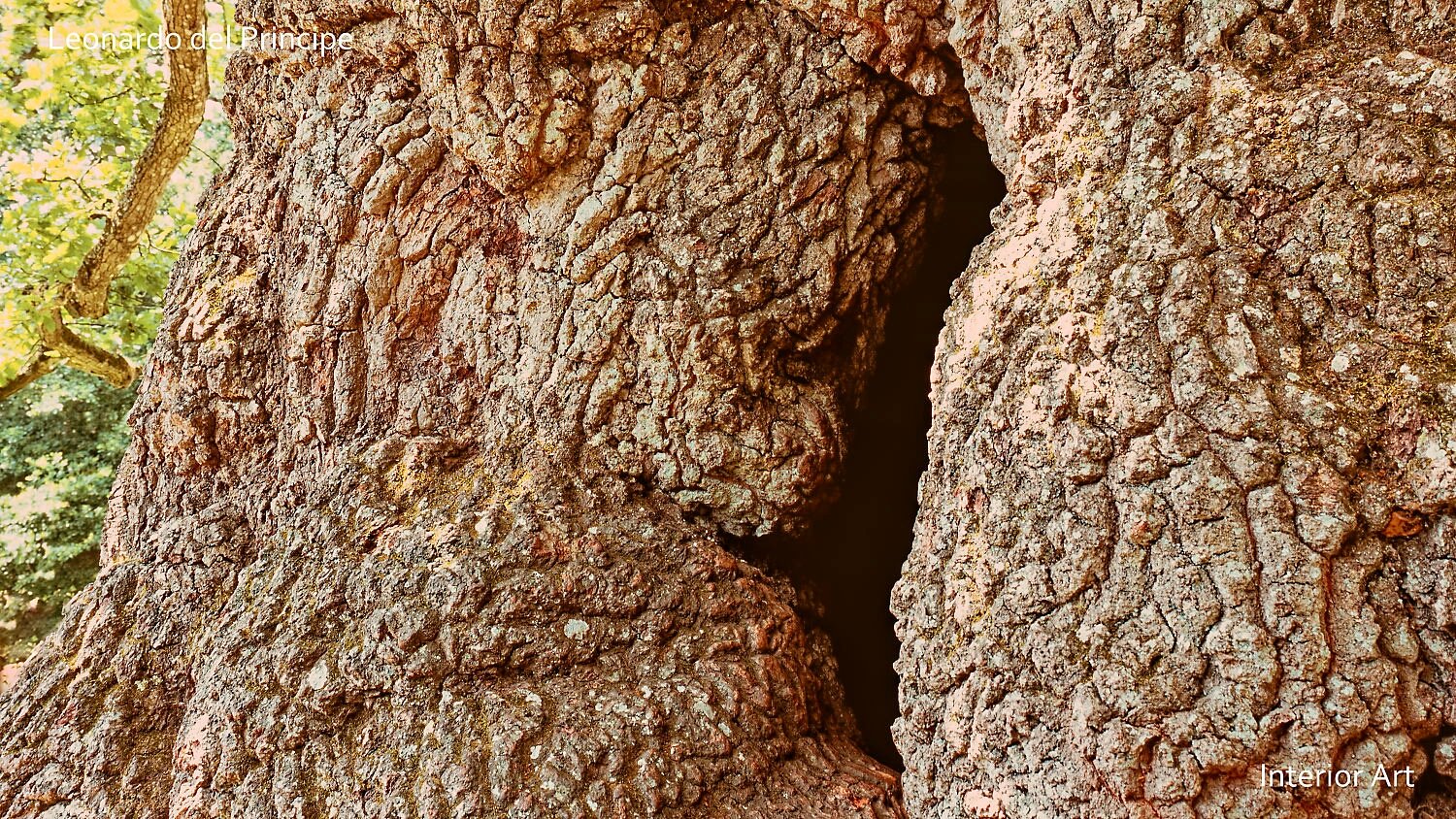 TOAKa05 Close-up of a tree trunk with textured, rugged bark, forming a natural fissure. Sunlight filters through leaves, creating a calm, earthy scene.