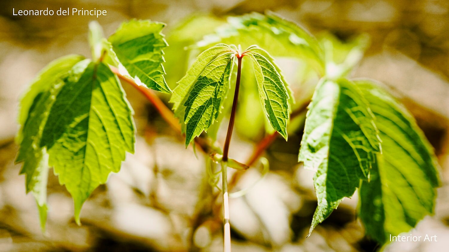 AFLO02 Close-up of vibrant green leaves on a small plant, illuminated by warm sunlight. The background is softly blurred, creating a tranquil and natural atmosphere.