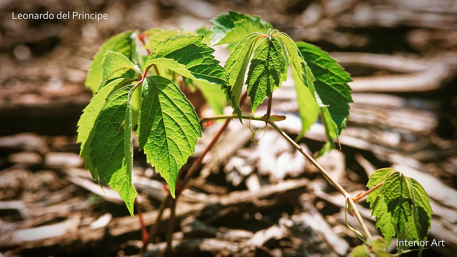 AFLO03 Close-up of vibrant green leaves on thin stems, with sunlight casting soft shadows. The background is a blurred mix of twigs and bark, suggesting a forest...