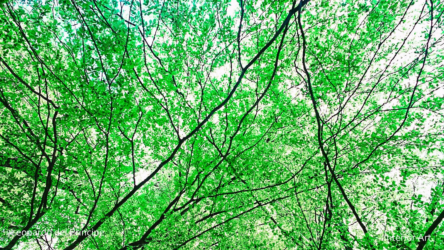 BYBL05 Looking up at a canopy of vibrant green leaves on slender branches against a bright sky, creating a refreshing, lush, and serene atmosphere.