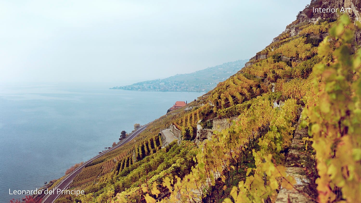 CHLV04 Terraced vineyards on a hillside of Lavaux overlook a calm, expansive lake under a soft, overcast sky, conveying a serene and picturesque landscape.