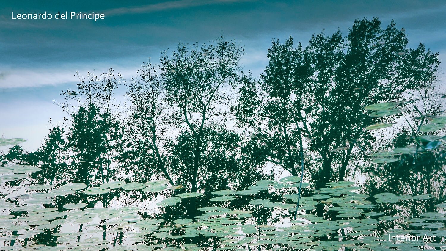 IMRE02 Reflection of trees on a serene water surface, surrounded by lily pads. The calming, abstract scene evokes a sense of tranquility and nature’s beauty.