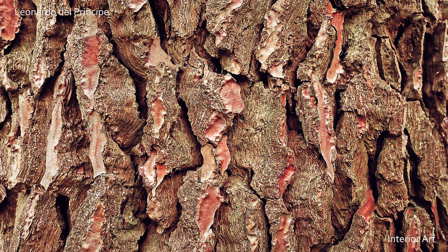 PABF01 Close-up of tree bark with rough, textured surface in shades of brown and reddish-brown. The bark's intricate patterns create a natural feel