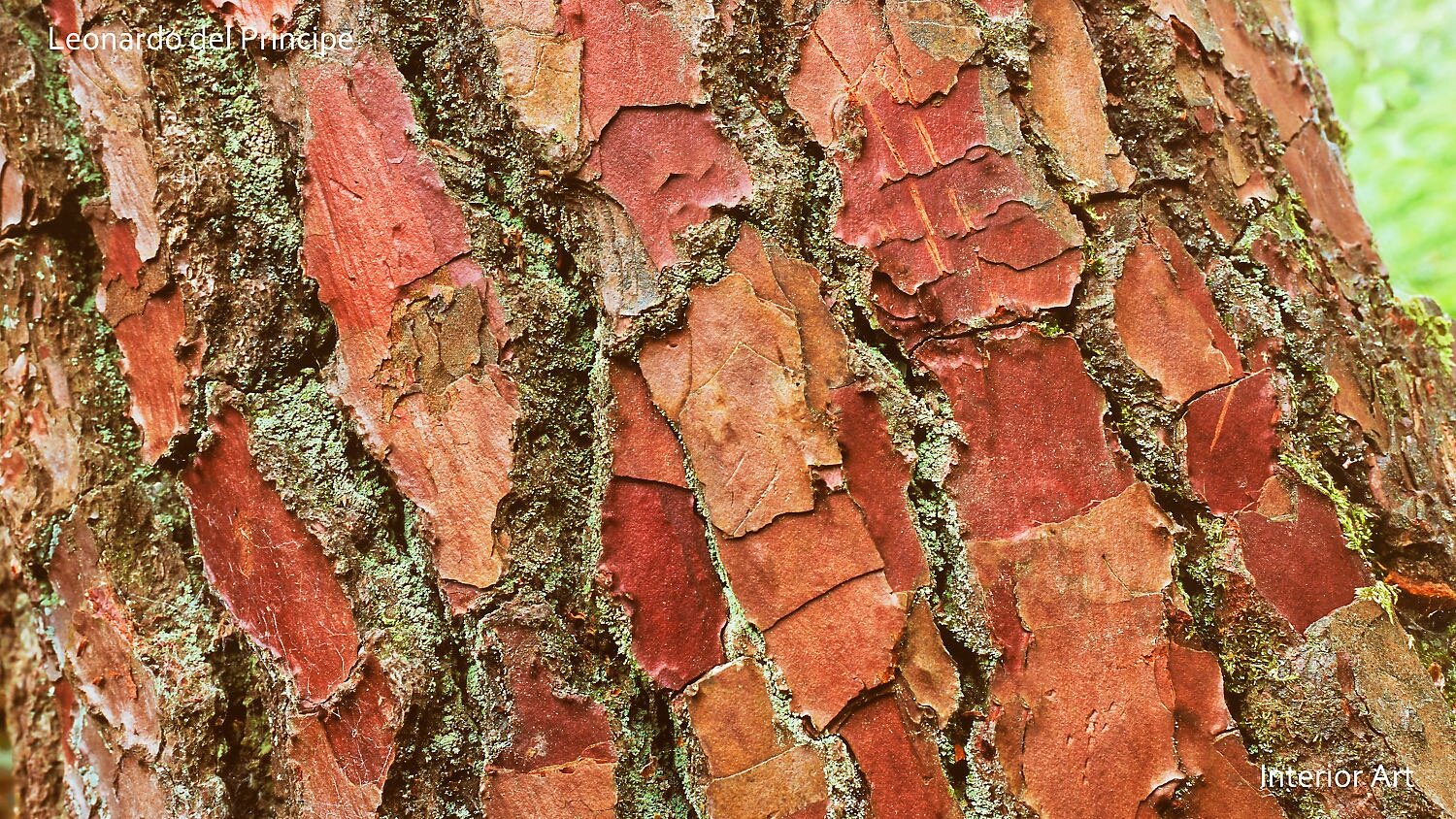 PABF05 Close-up of a Scots pine trunk with textured, flaky red-brown bark. Lichen patches appear green, adding contrast. The image conveys a natural, rustic feel.