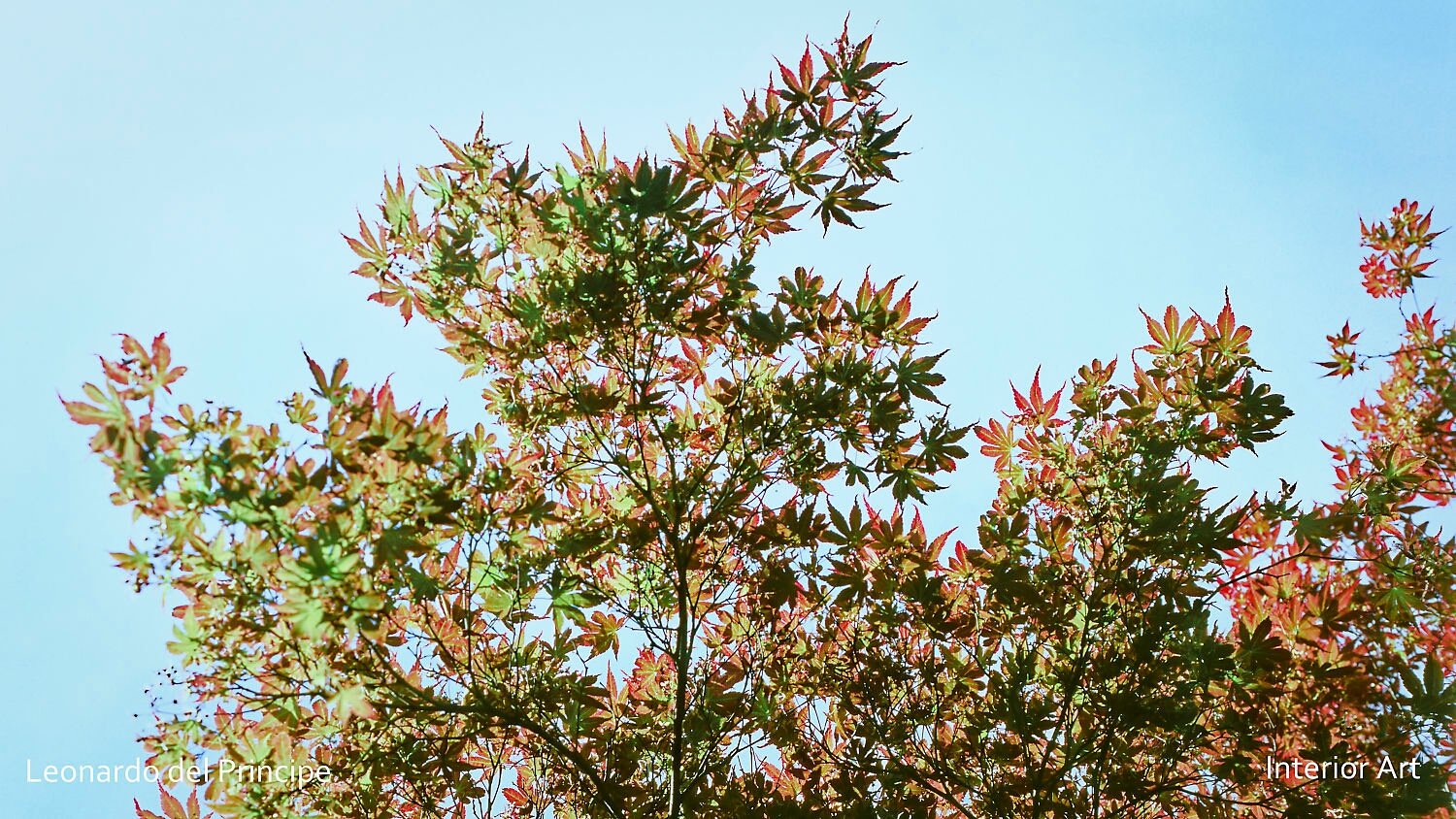 RMJP05 Sunlight filters through vibrant green and red leaves of a tree against a clear blue sky. The scene conveys a serene and refreshing atmosphere.