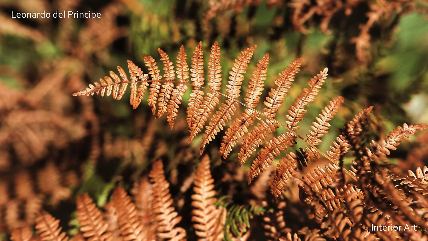 SPJF02 A close-up of sunlit, dried fern leaves in warm brown tones. The leaves' intricate patterns create a textured, autumnal feel.